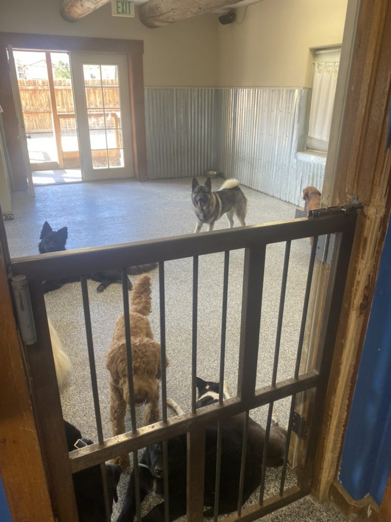 Need to board your pet? Readers chose The Dog Chalet as the best pet